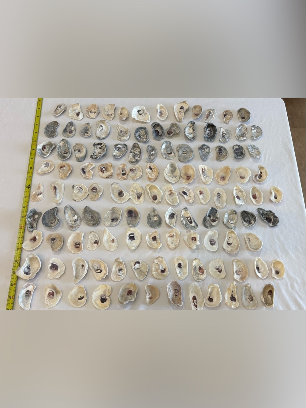 115 MIX COLOR OYSTER SHELLS BONITA SPRINGS  1.5" -2.5" FLORIDA CRAFT OR COLLECT - Picture 4 of 4